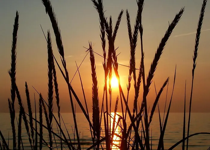 Seestern * Vitte